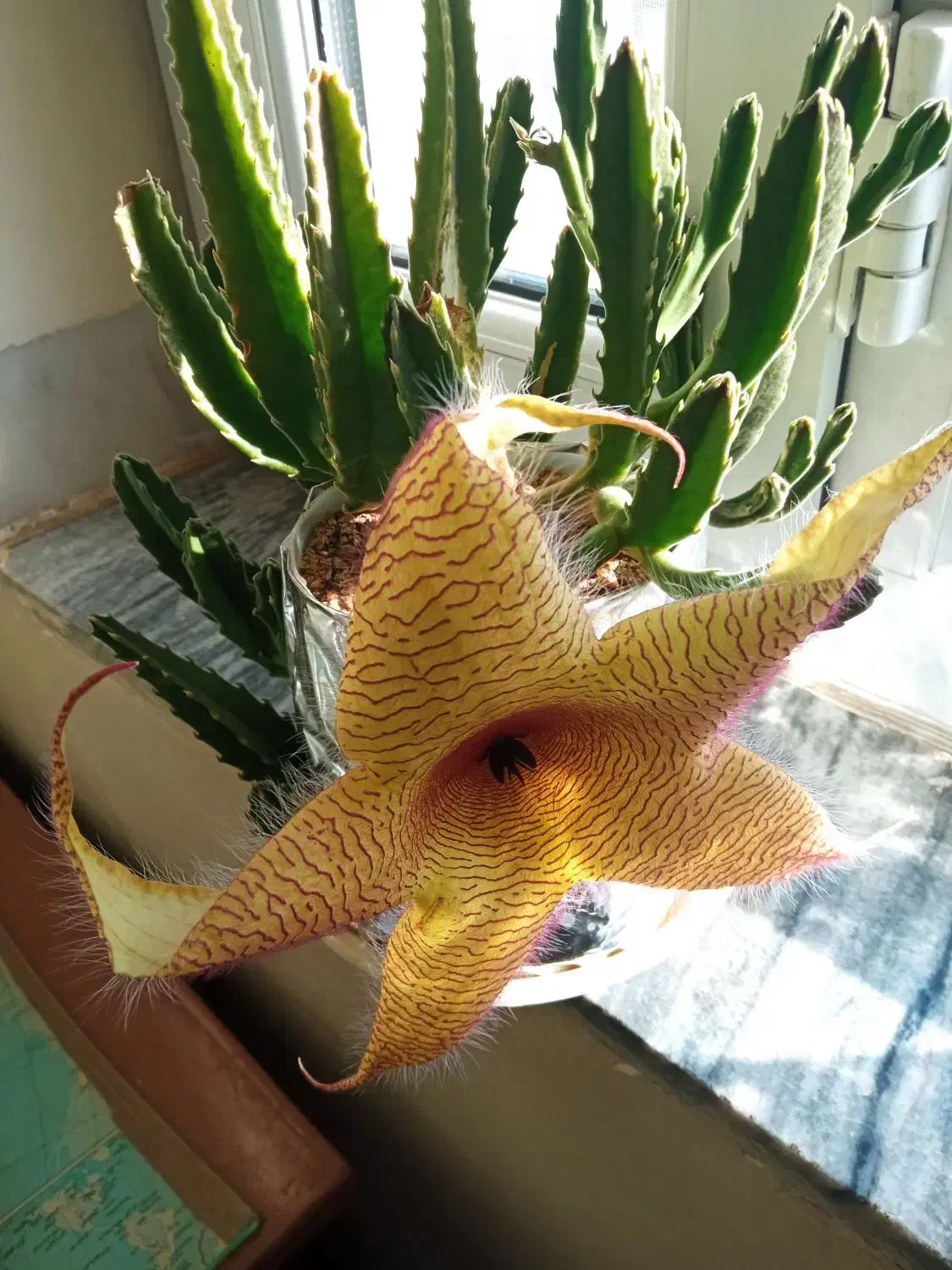 گل‌های زیبا و طبیعی کادوروزمادر|گل و گیاه طبیعی|کرمانشاه, |دیوار