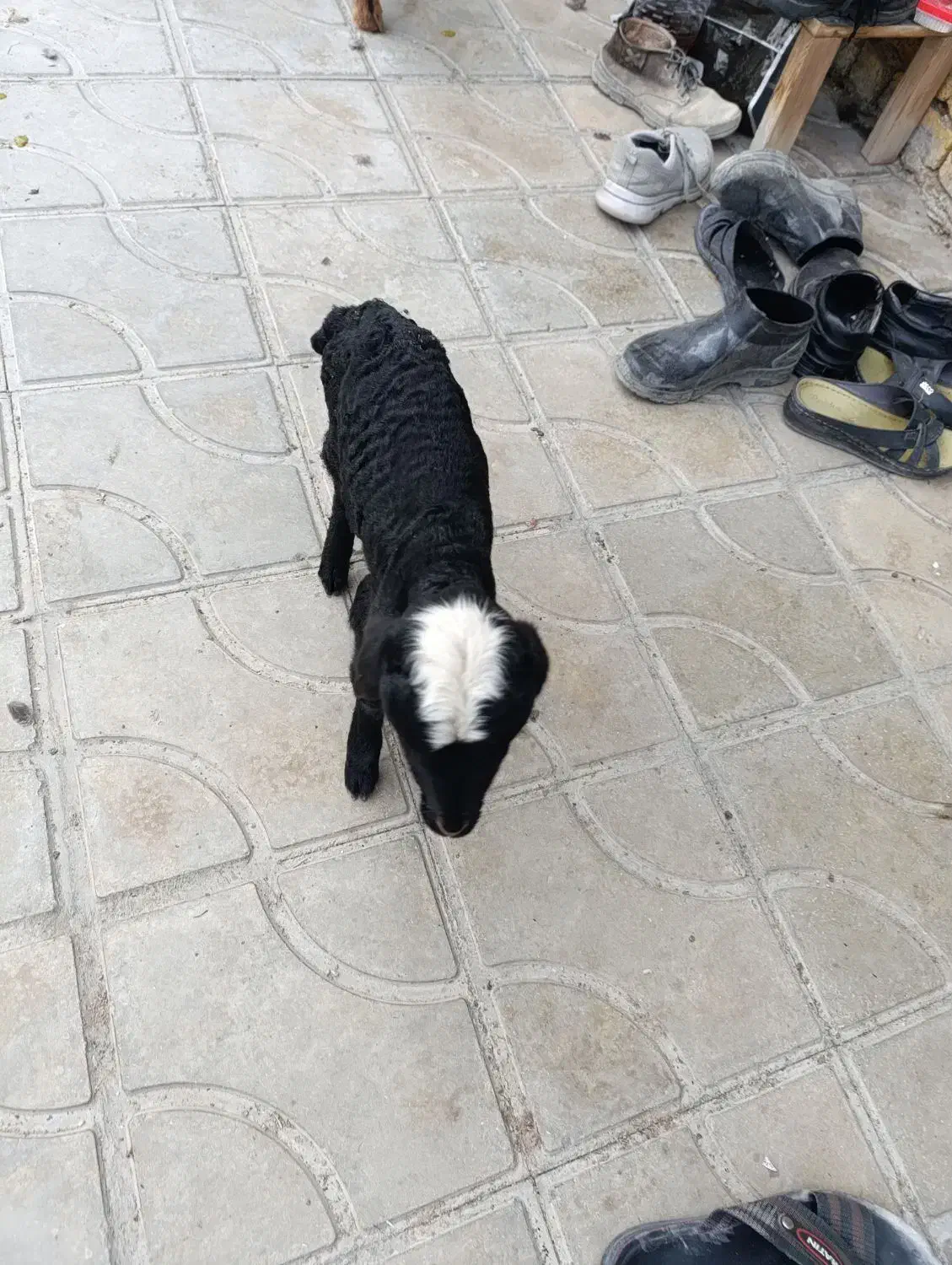 بره شیری|حیوانات مزرعه|کازرون, |دیوار