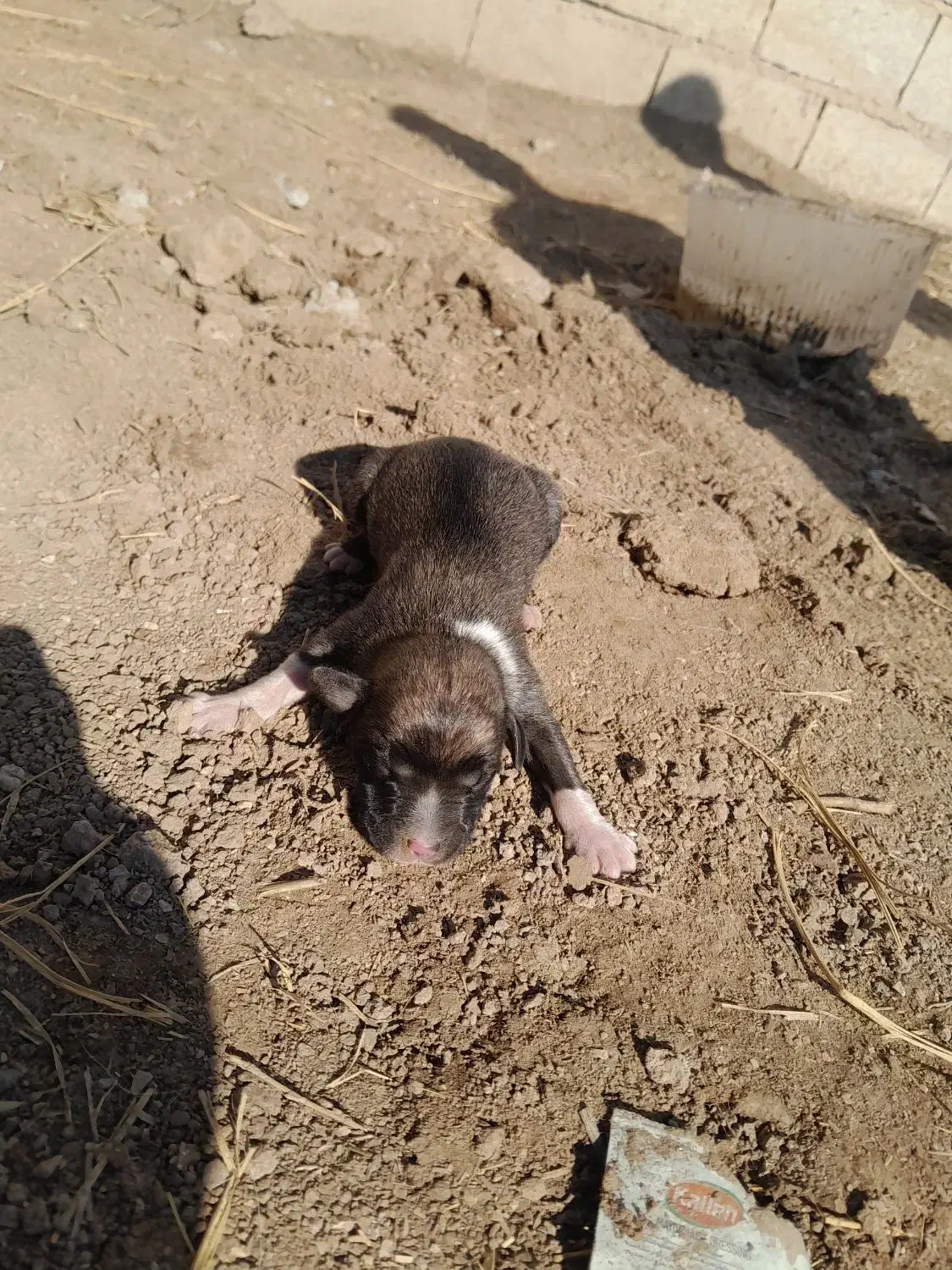 سگ ترکمن|سگ|گنبد کاووس, |دیوار