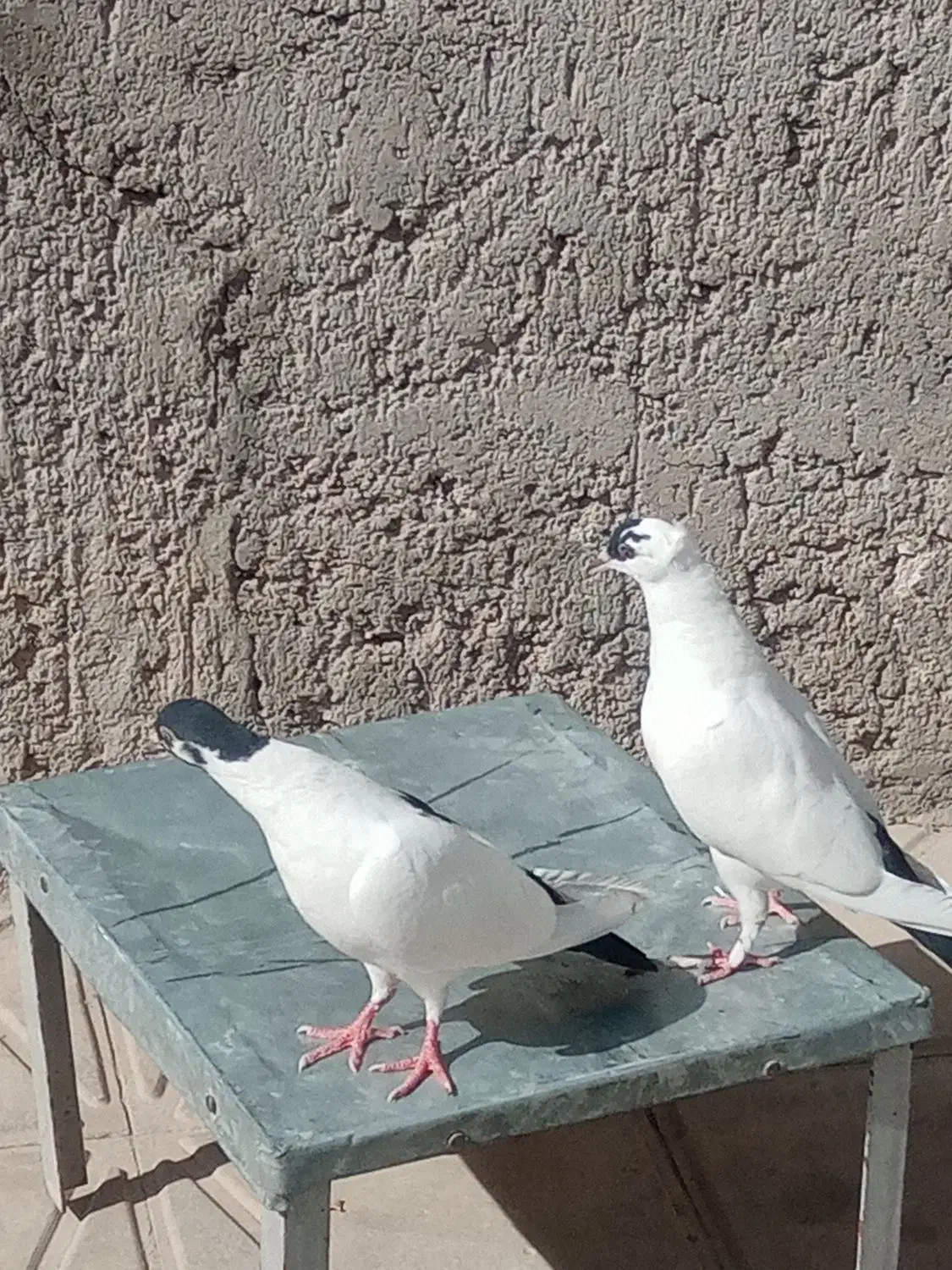 پرنده کبوتر|پرنده|کرمان, |دیوار