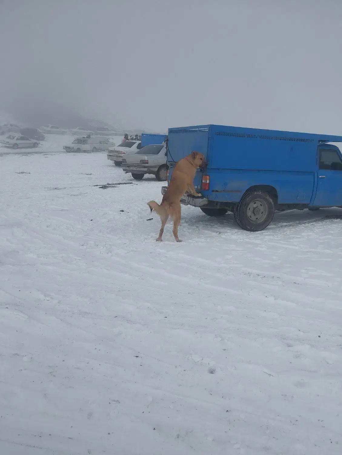 یک عدد توله سرابی|سگ|ملایر, |دیوار