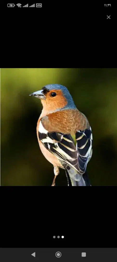 سهره نر|پرنده|اصفهان, شاهد|دیوار