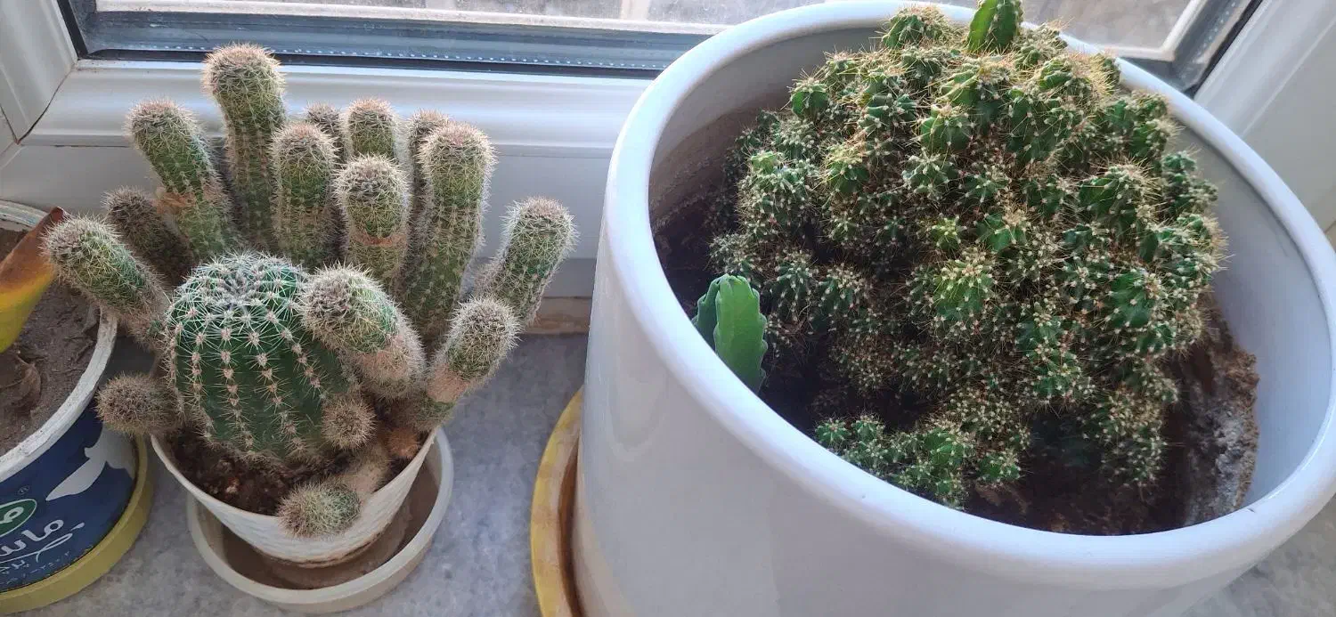 گلهای آپارتمانی|حراج|جاجرود, |دیوار