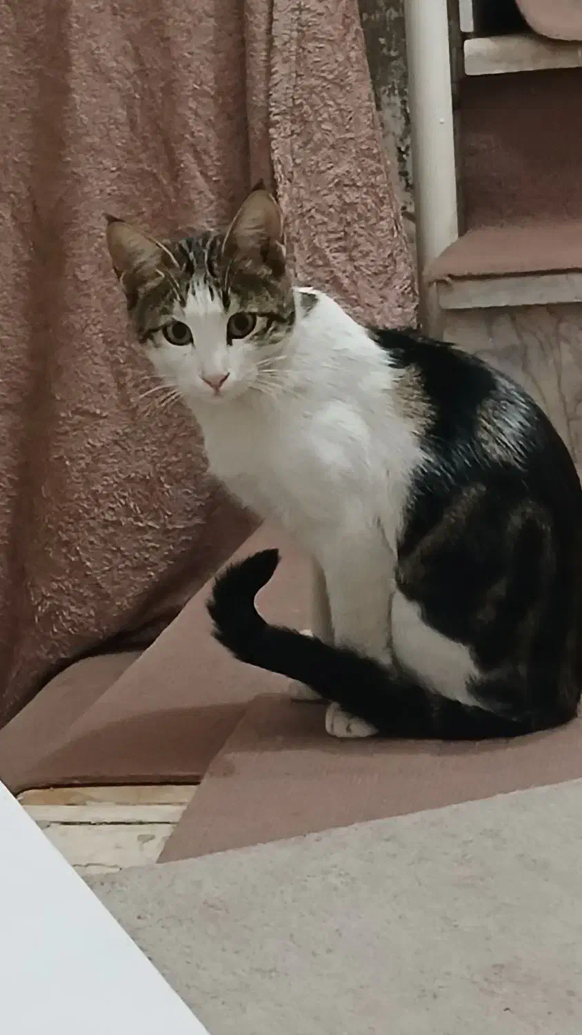 واگذاری گربه|گربه|مشهد, انقلاب|دیوار