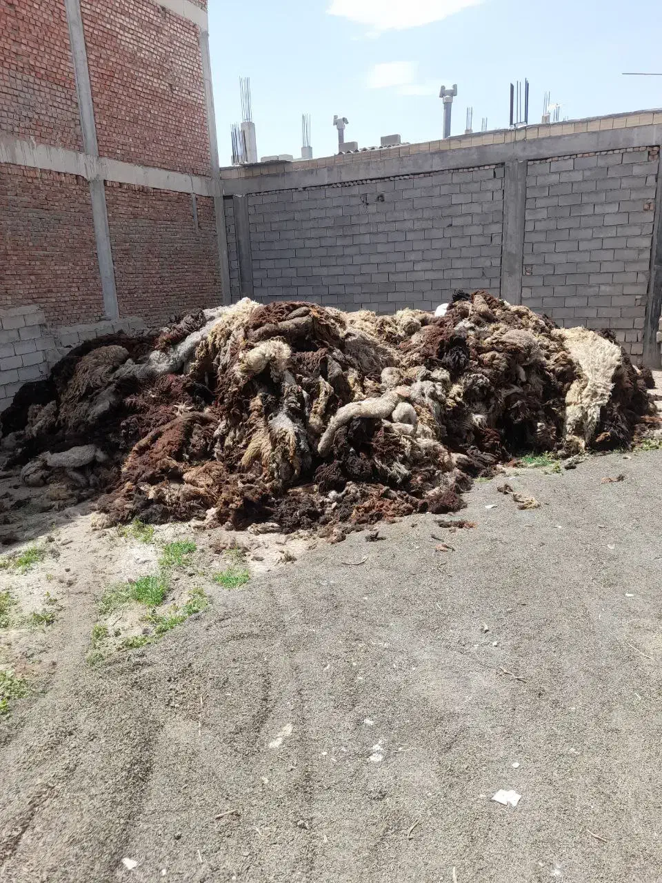 پشم گوسفند یا همان یون|رختخواب، بالش، پتو|ملکان, |دیوار