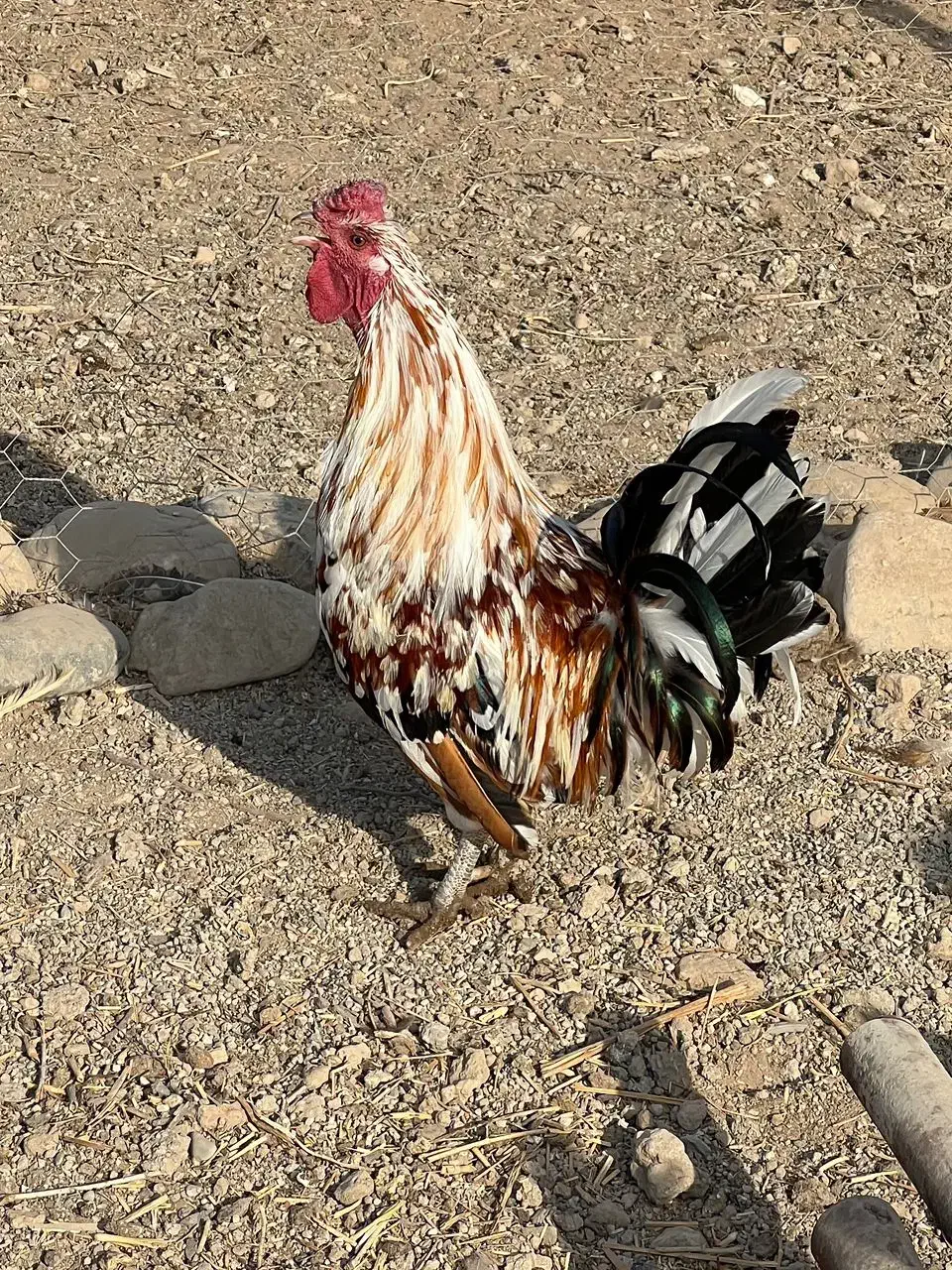 خروس گلین|حیوانات مزرعه|ورامین, قويينک زهری|دیوار