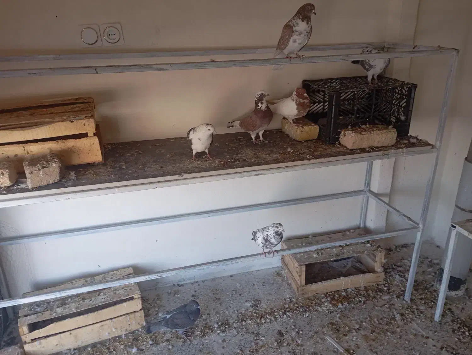 کبوتر|پرنده|دورود, |دیوار