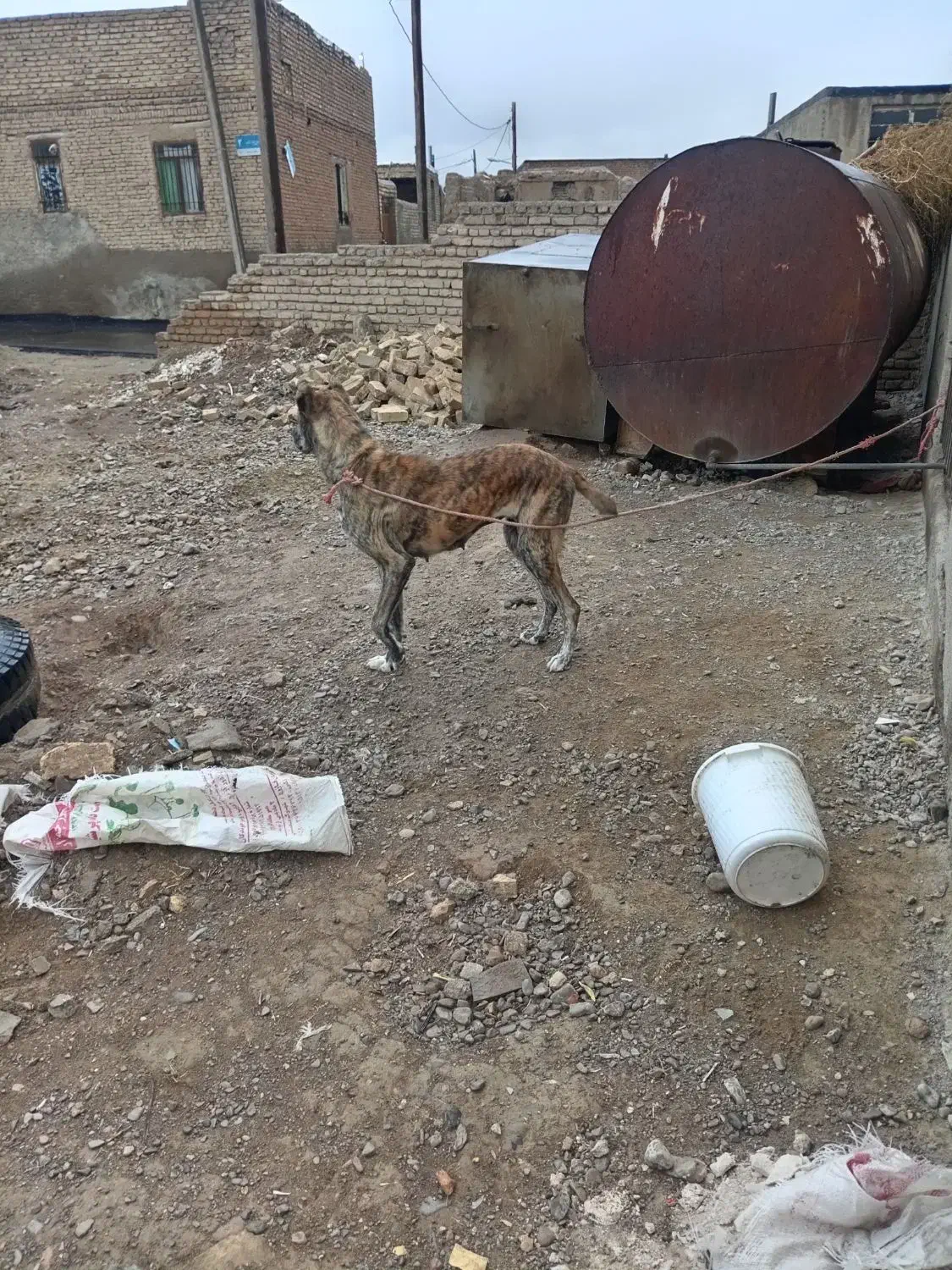 سگ.|سگ|قوچان, |دیوار