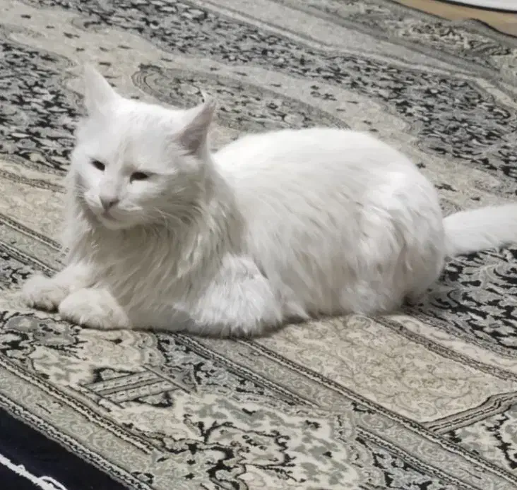 واگذاری رایگان گربه پرشین|گربه|پاکدشت, پاکدشت (مامازند)|دیوار