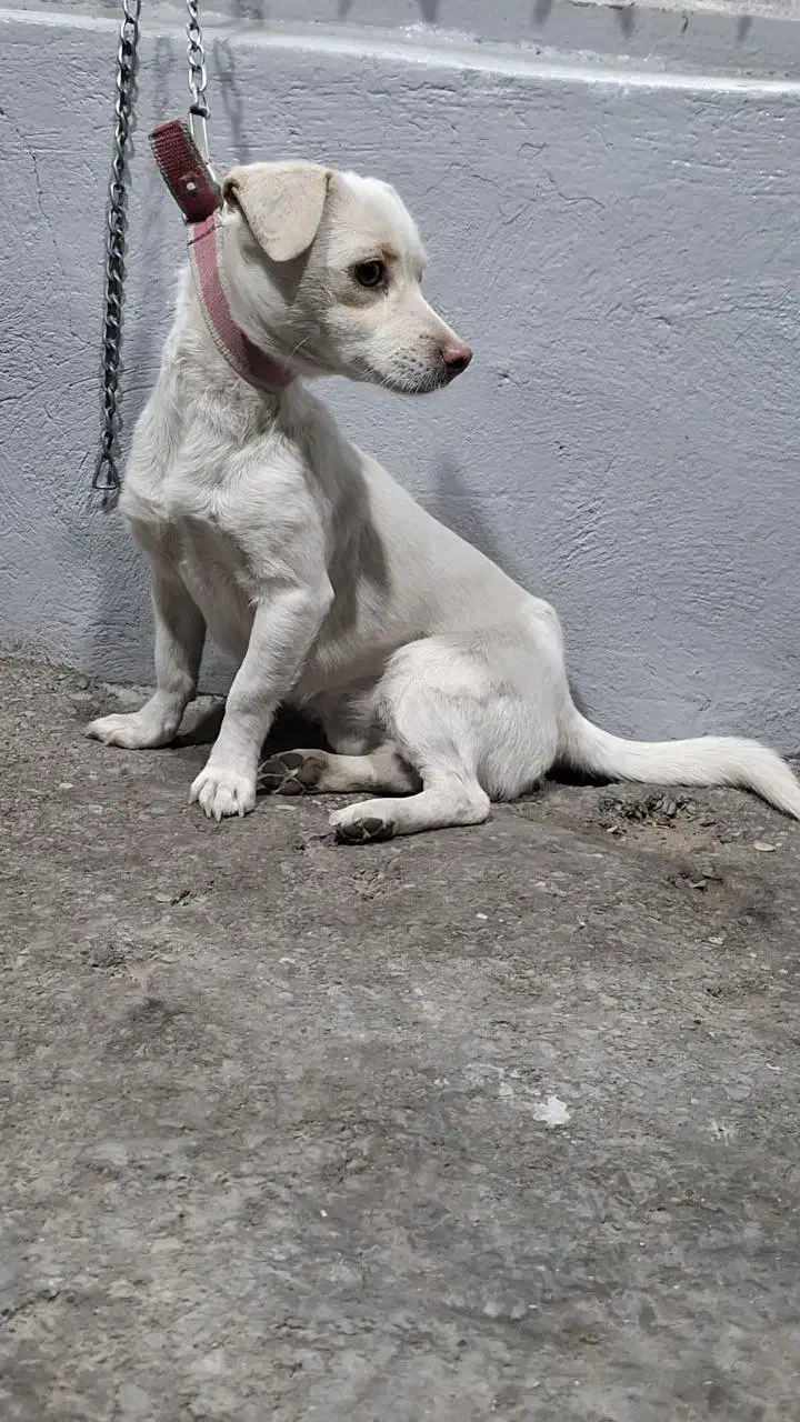 پاکوتاه ماده|سگ|شهریار, اصیل آباد|دیوار