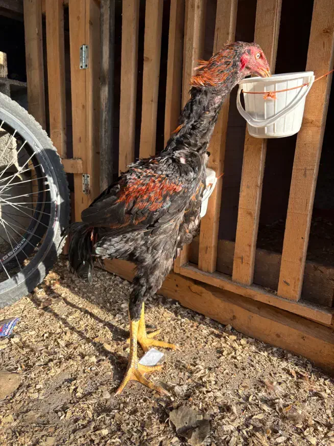 لاری نصل دار|حیوانات مزرعه|رشت, گیل|دیوار