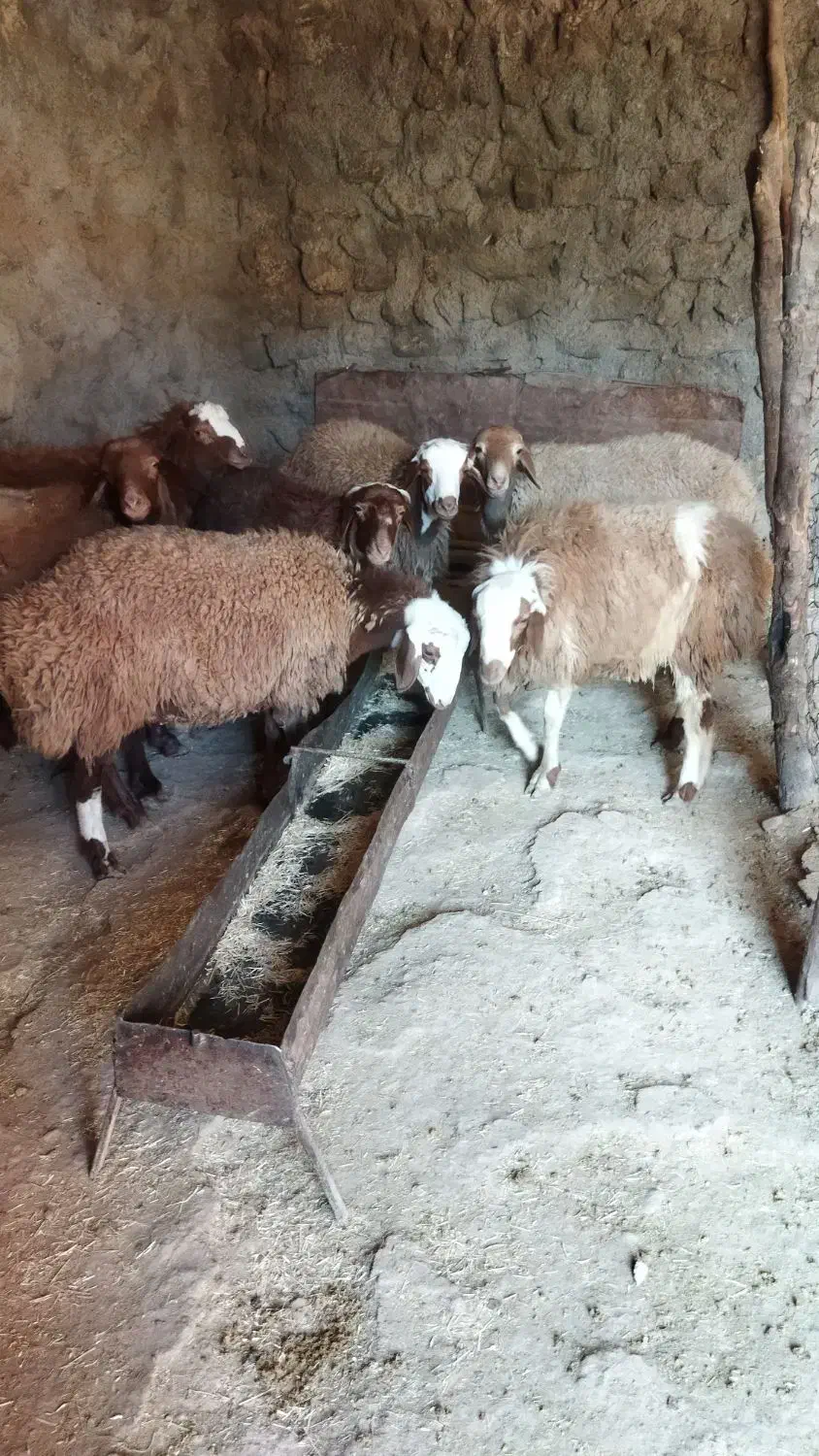 گوسفند|حیوانات مزرعه|کوهدشت, |دیوار