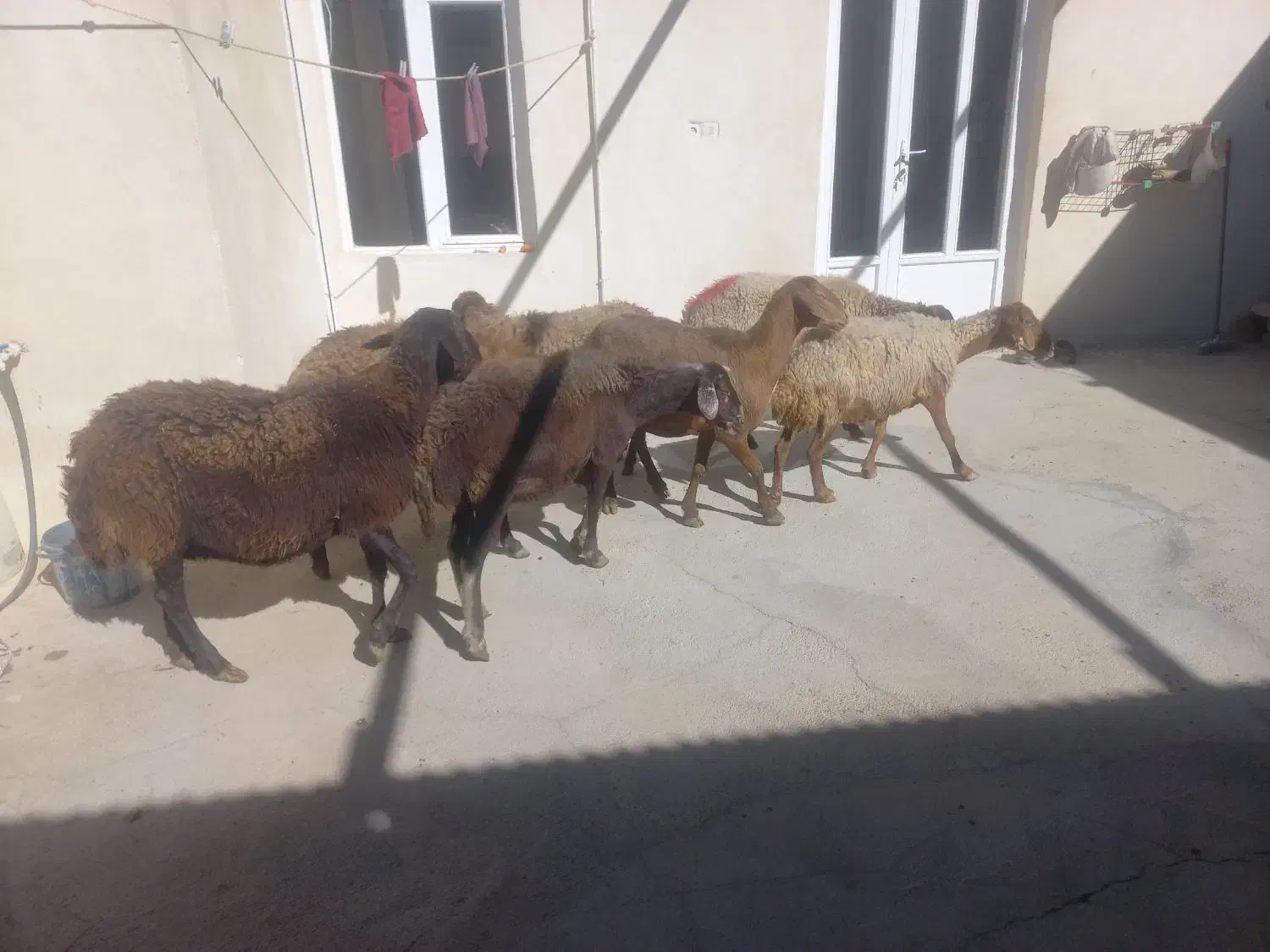 میش داشتی|حیوانات مزرعه|کلیائی, |دیوار