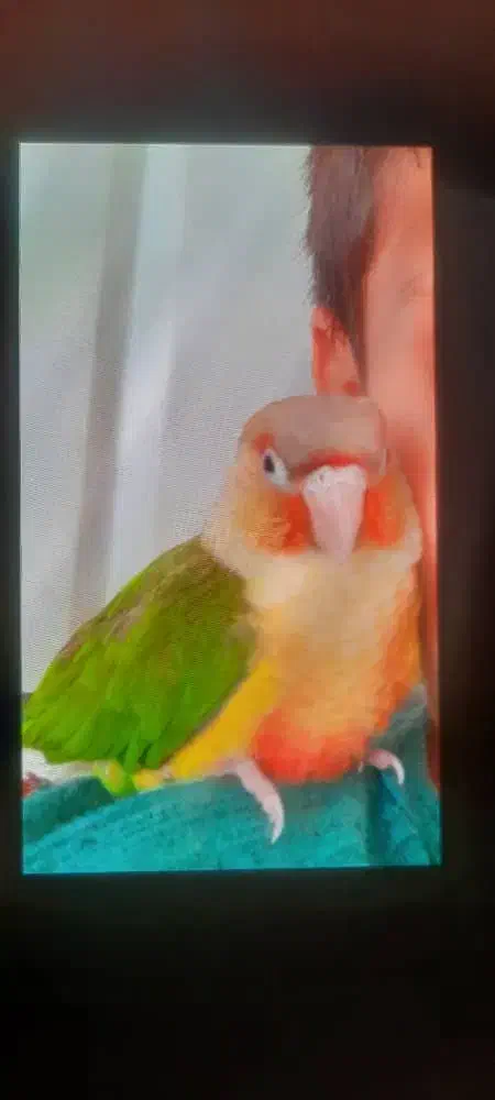 گم شده ،طوطی گرینچیک|حیوانات|جهرم, |دیوار