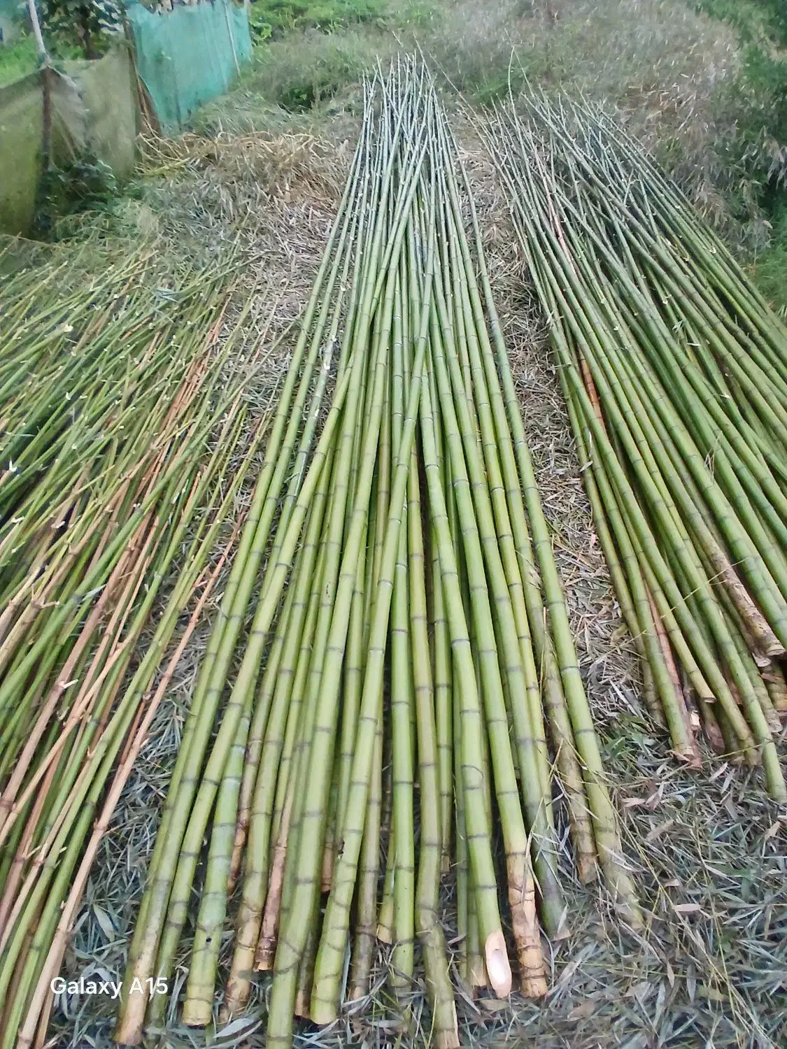 فروش نی بامبو|عمده‌فروشی|رودبنه, |دیوار