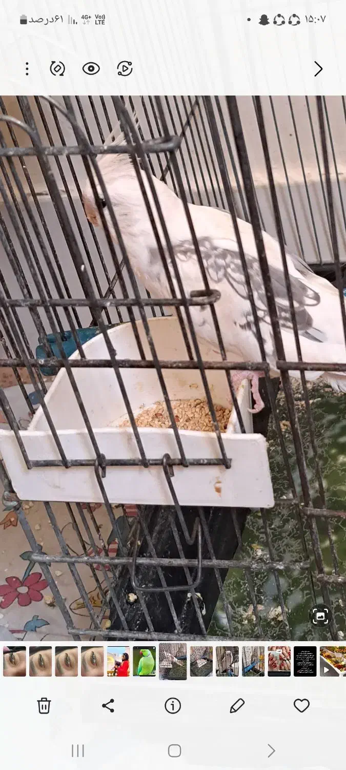 عروس هلندی گمشده|حیوانات|کاشان, عربها|دیوار