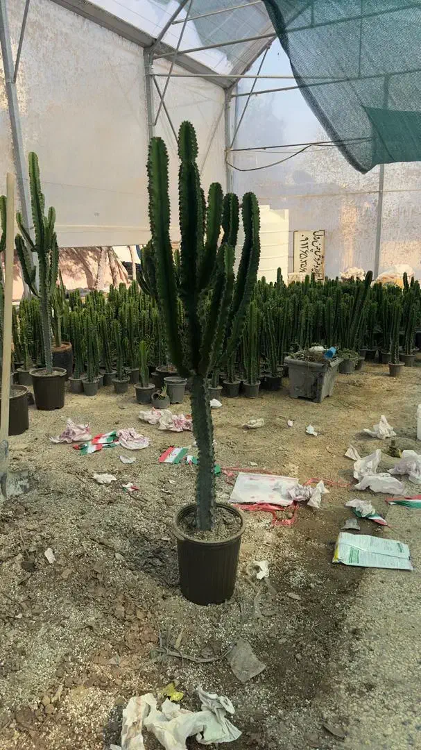 ایفوربیا تریگونا|گل و گیاه طبیعی|قدس, شهرقدس|دیوار