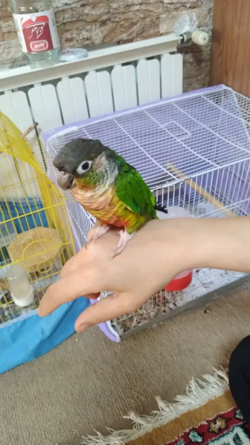 گرینچیک سخنگو کاملا رام ودستی رقاص ۸ماهه|پرنده|ساری, |دیوار