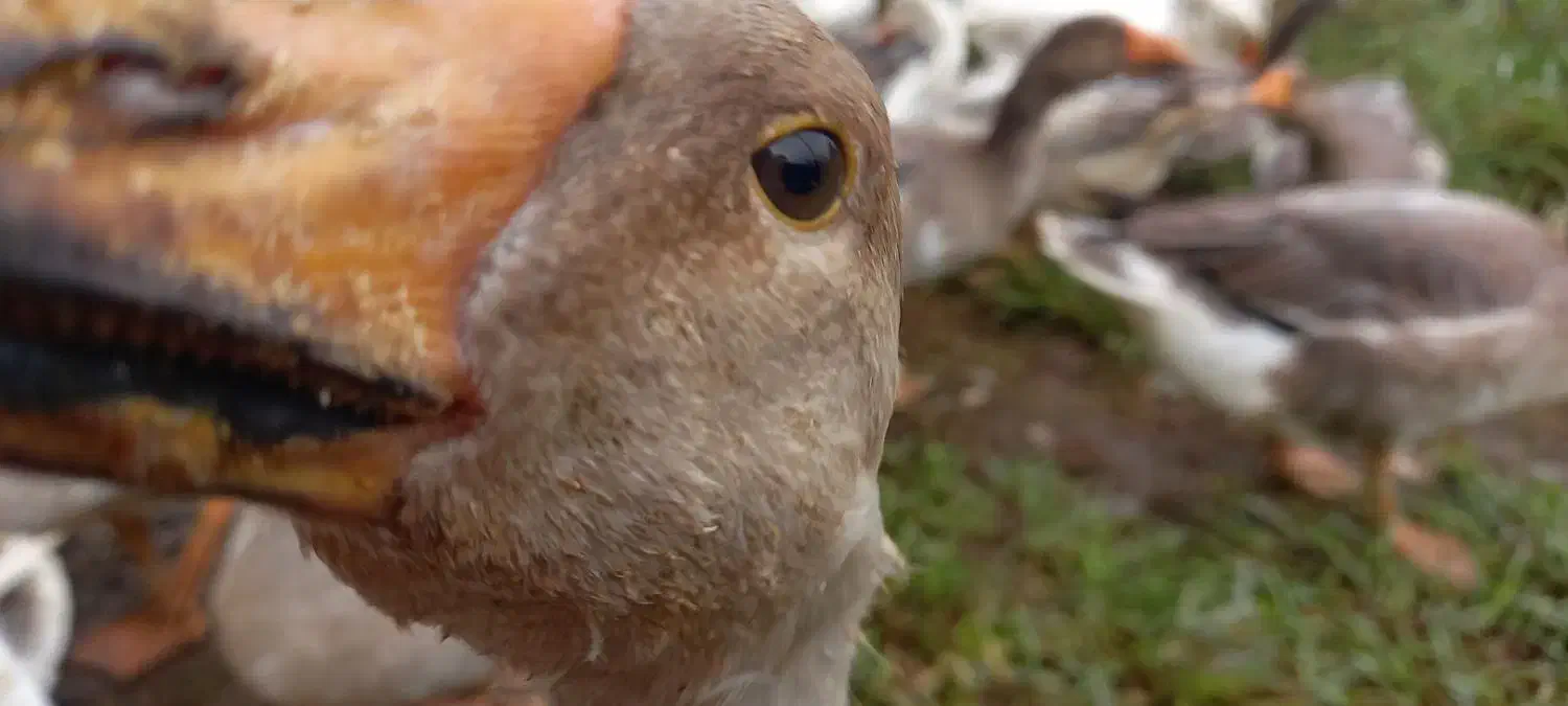 غاز محلی۶کیلویی|حیوانات مزرعه|قائم‌شهر, |دیوار