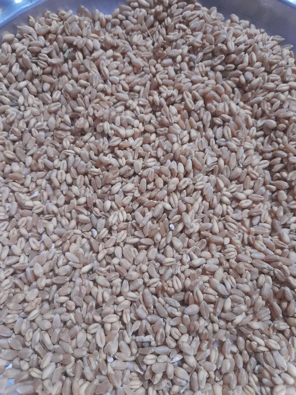 گندم ابی|گل و گیاه طبیعی|بروجرد, |دیوار