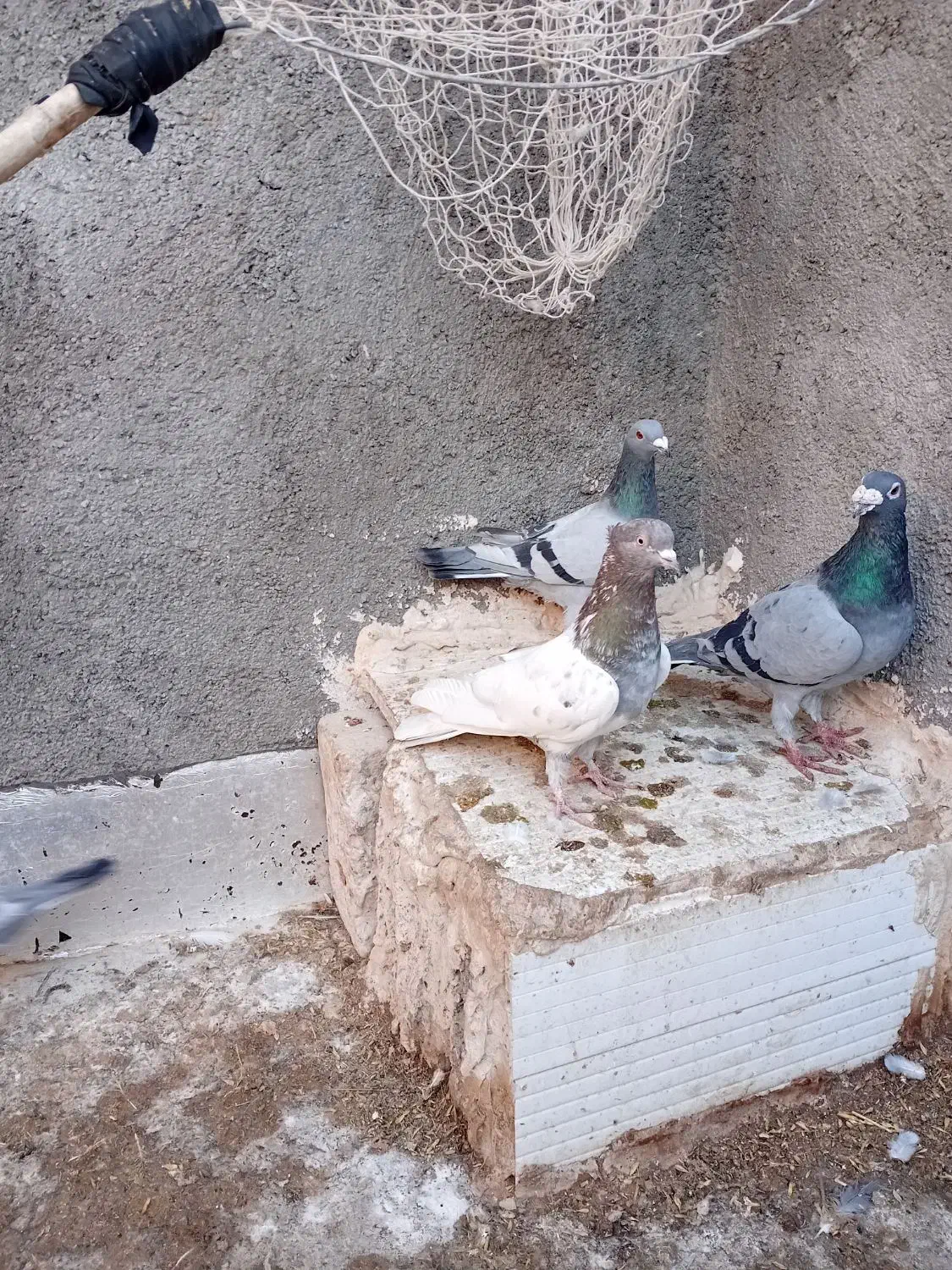 کبوتر|پرنده|فاروج, |دیوار