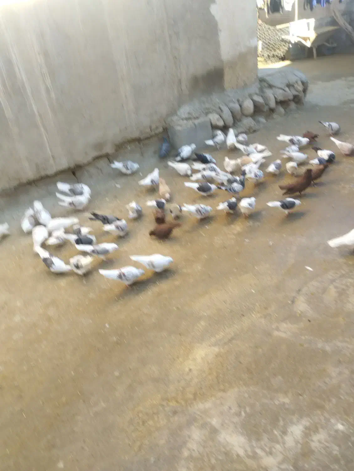 100عدد کبوتر|پرنده|زاغه, |دیوار