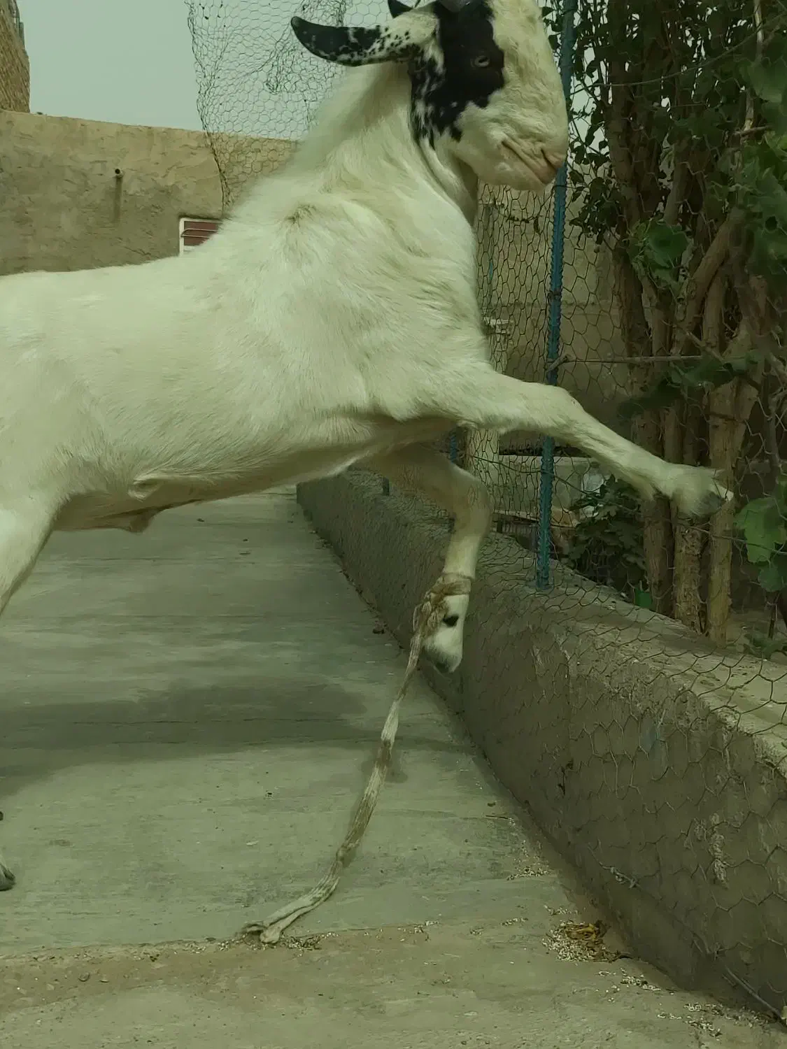 کهره نر|حیوانات مزرعه|زهک, |دیوار