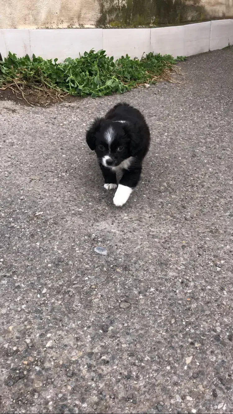 واگذاری سگ پودل|سگ|رشت, حمیدیان|دیوار