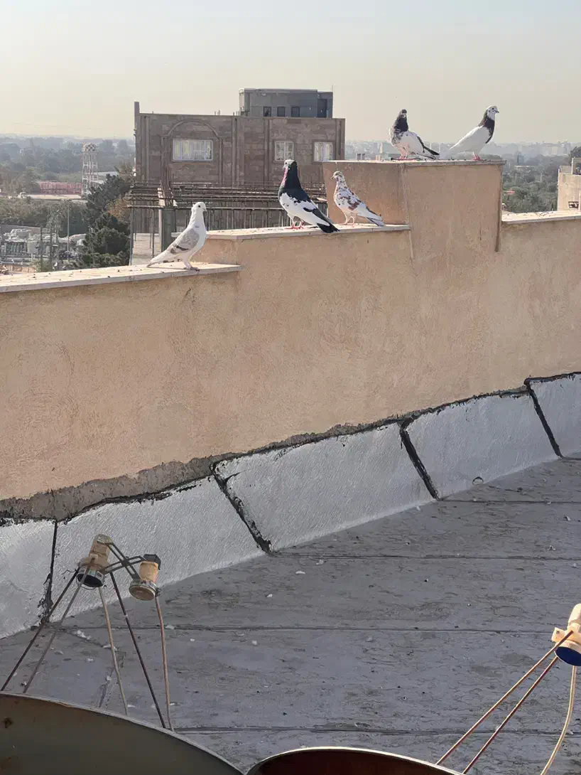 کبوتر|پرنده|شهریار, شهرک وائین|دیوار