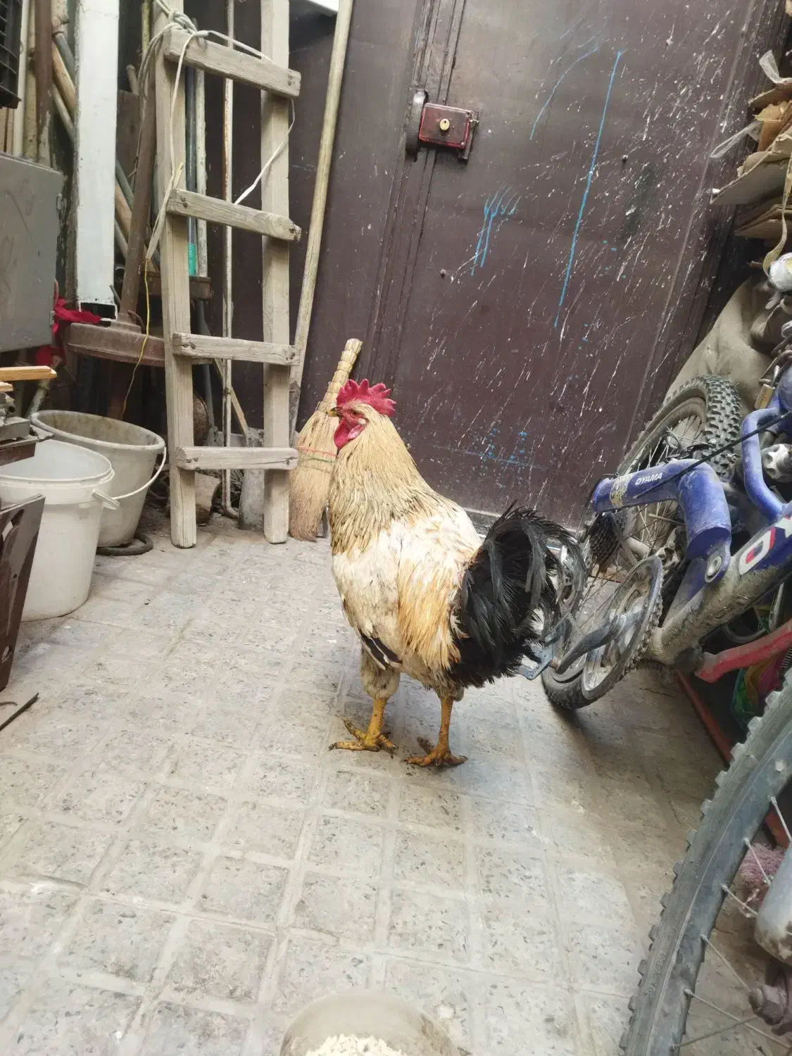 مرغ و خروس|حیوانات مزرعه|بهارستان, |دیوار