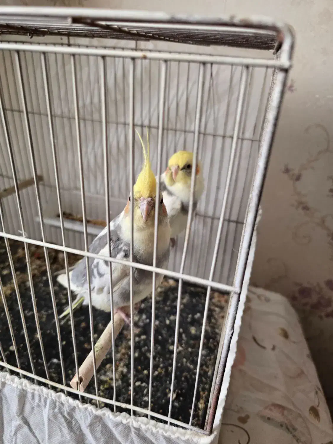 عروس هلندی دوکت|پرنده|سلماس, |دیوار