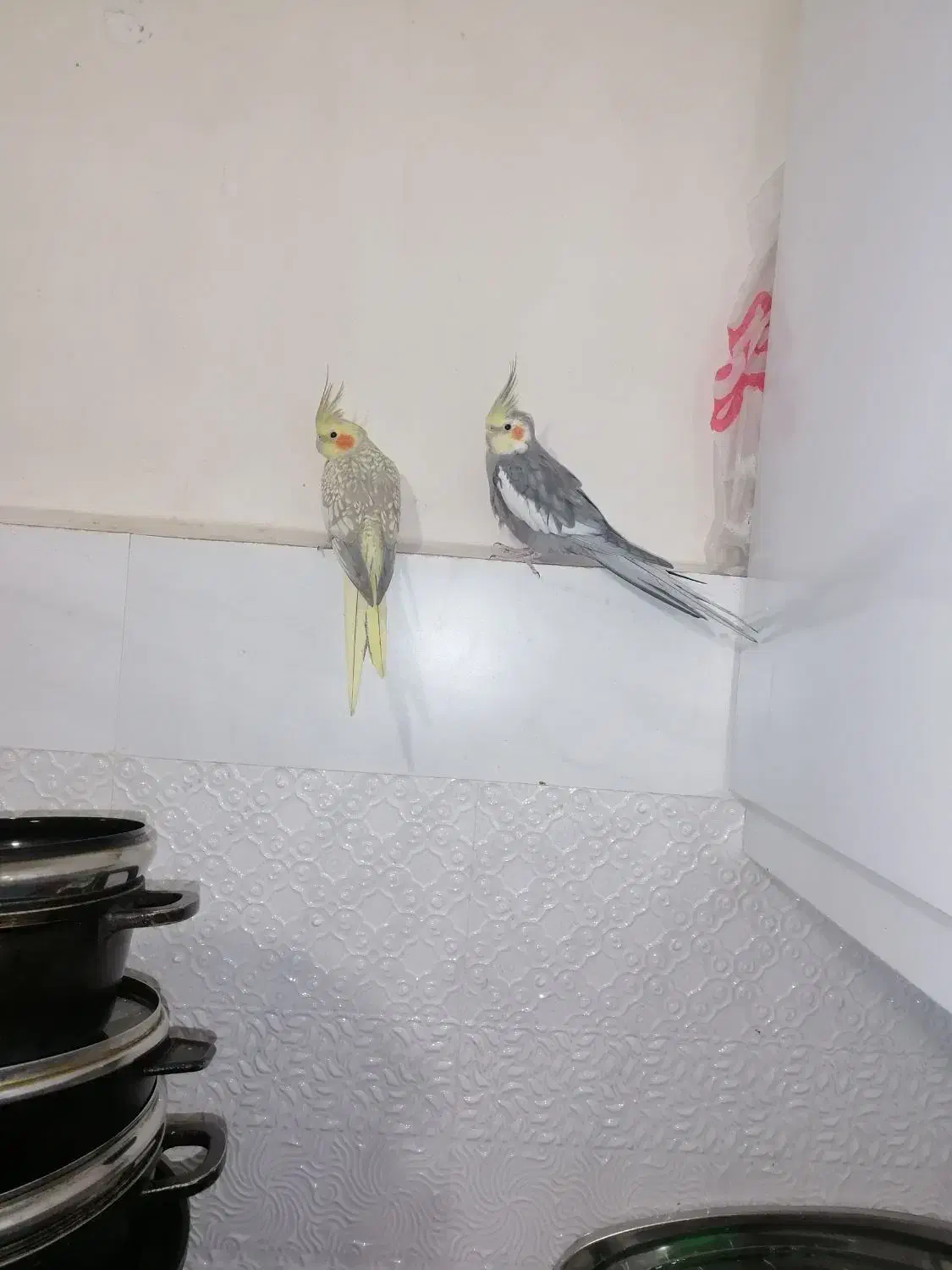 یک جفت عروس هلندی سالم و سرحال|پرنده|گلبهار, شهر جدید گلبهار|دیوار