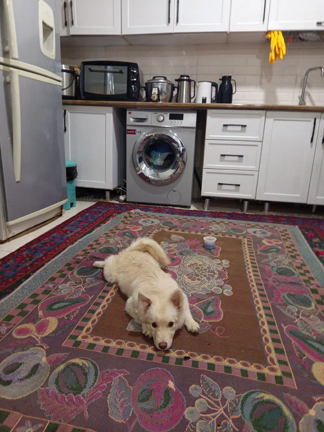 سگ تربیت شده خونگی|سگ|جیرفت, |دیوار