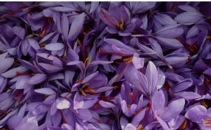 گل زعفران روز تربت حیدریه|خوردنی و آشامیدنی|مشهد, موسوی قوچانی|دیوار