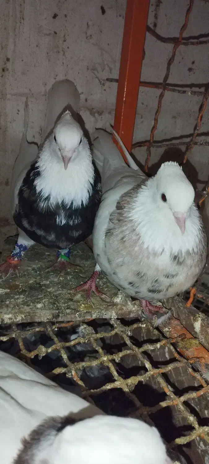 مجسمه طوقی  مجسمه|مجسمه، تندیس، ماکت|زاهدان, |دیوار