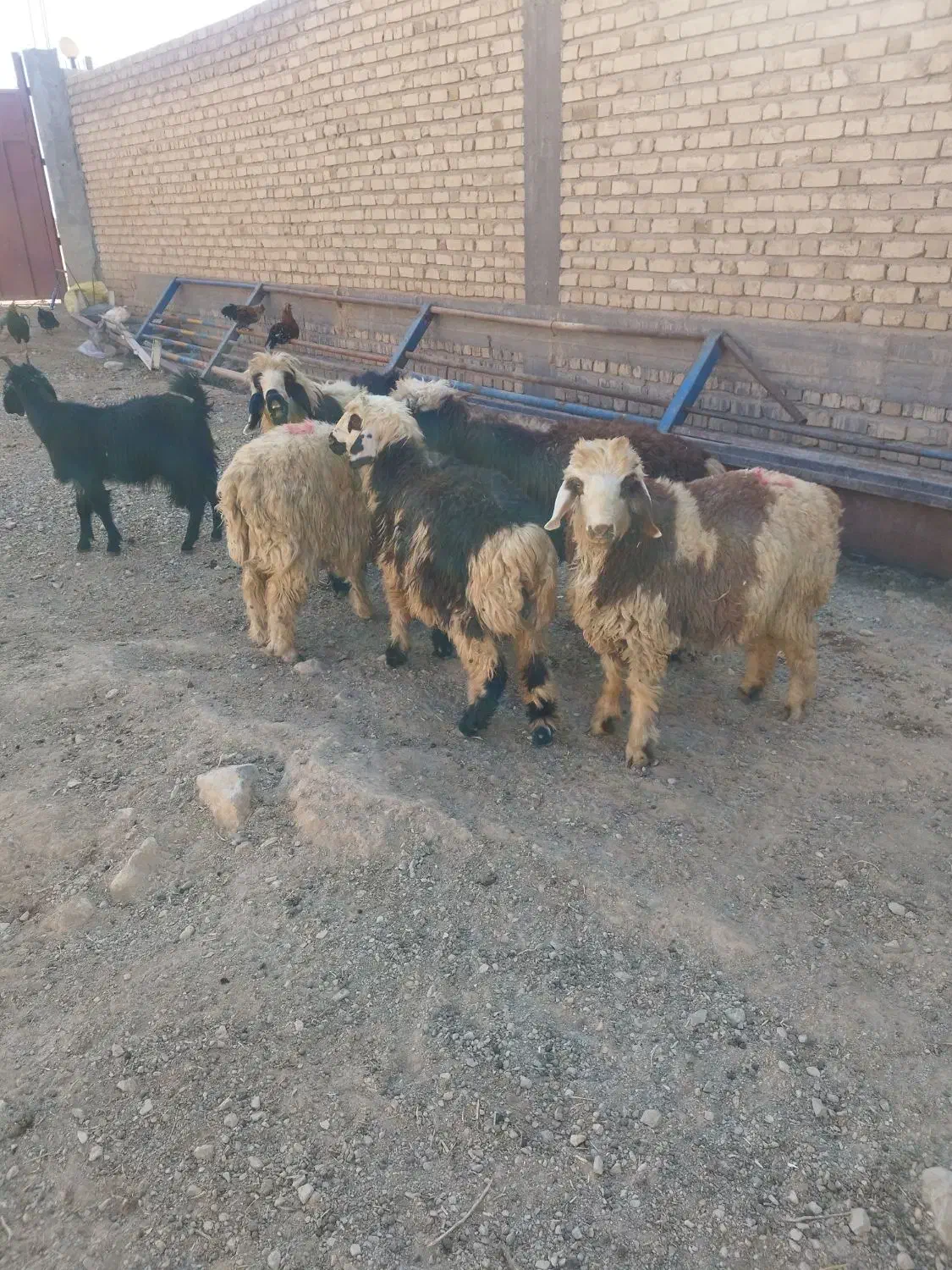 بره پرواری نر|حیوانات مزرعه|مرودشت, زنگی آباد|دیوار