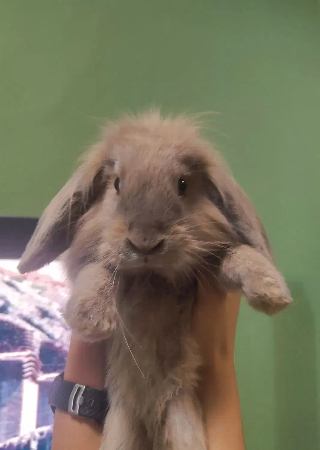 خرگوش لوپ شش ماهه|موش و خرگوش|گرگان, |دیوار