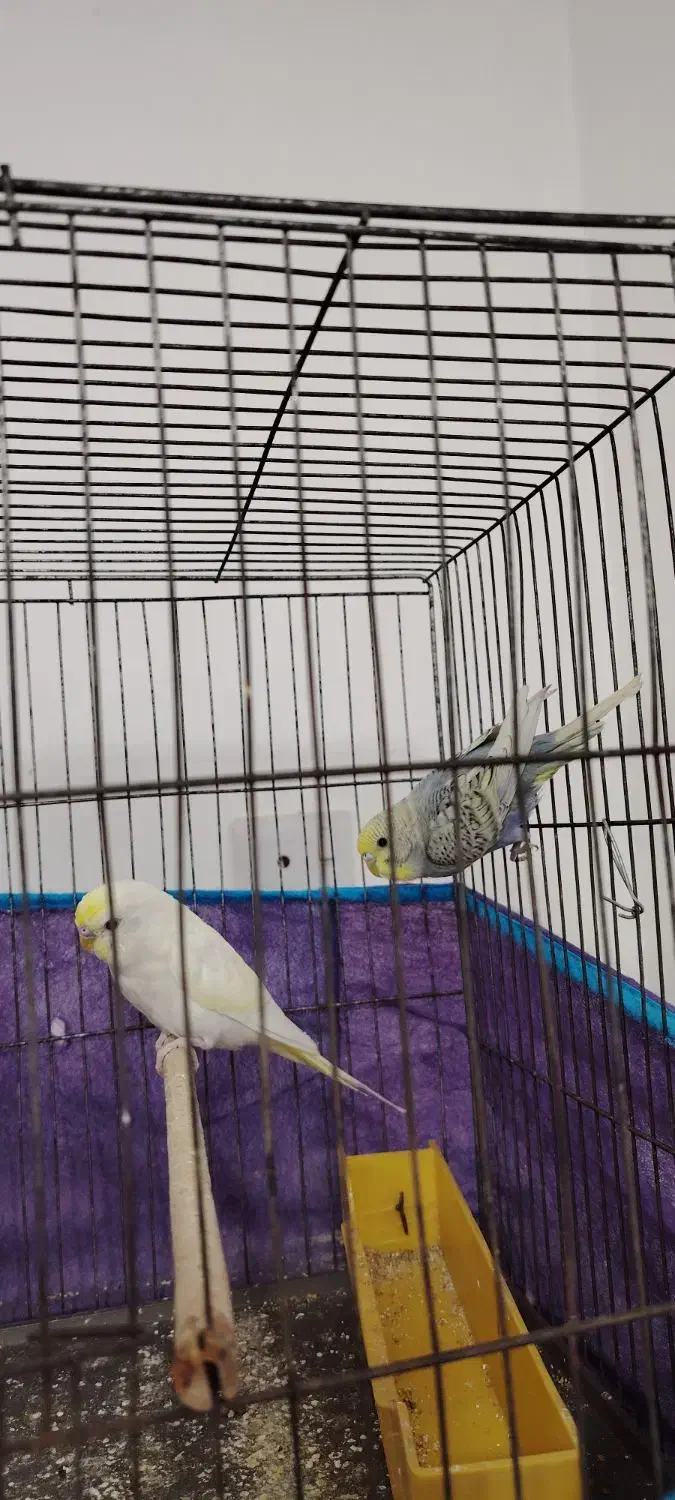 مرغ عشق جوان|پرنده|شادگان, |دیوار