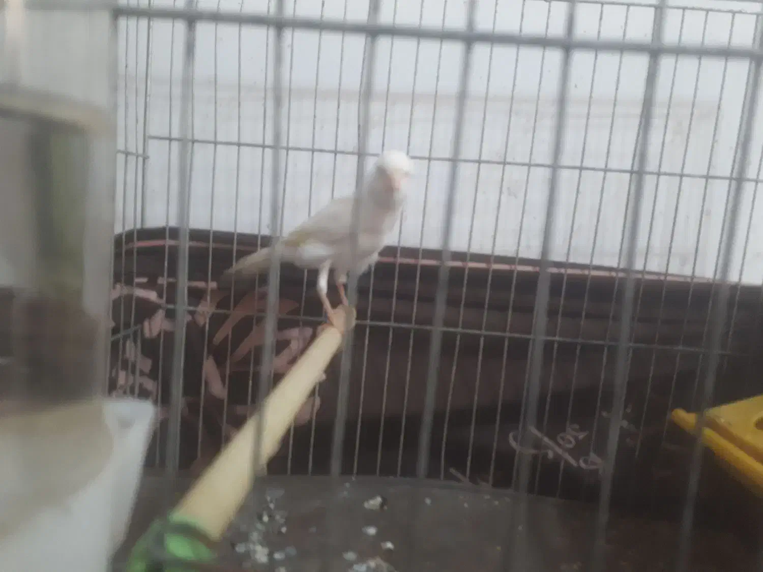 قناری ماده|پرنده|سنگر, |دیوار