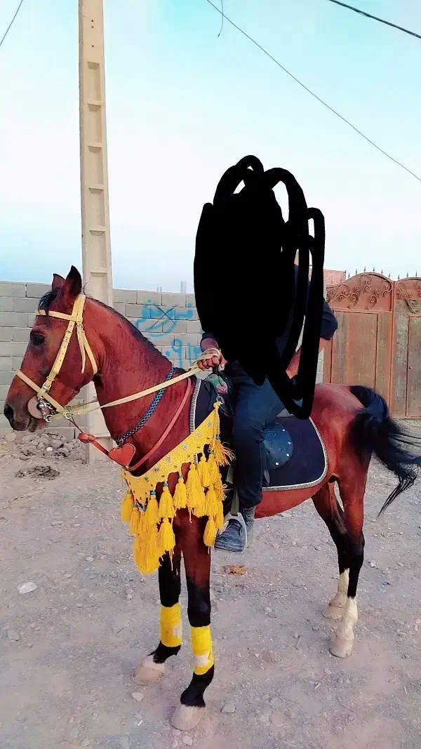 نریون عرب|اسب و تجهیزات اسبسواری|نرماشیر, |دیوار