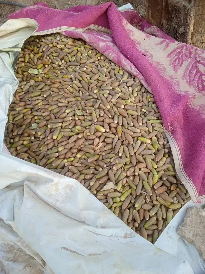 فروش بلوط|عمده‌فروشی|چیتاب, |دیوار