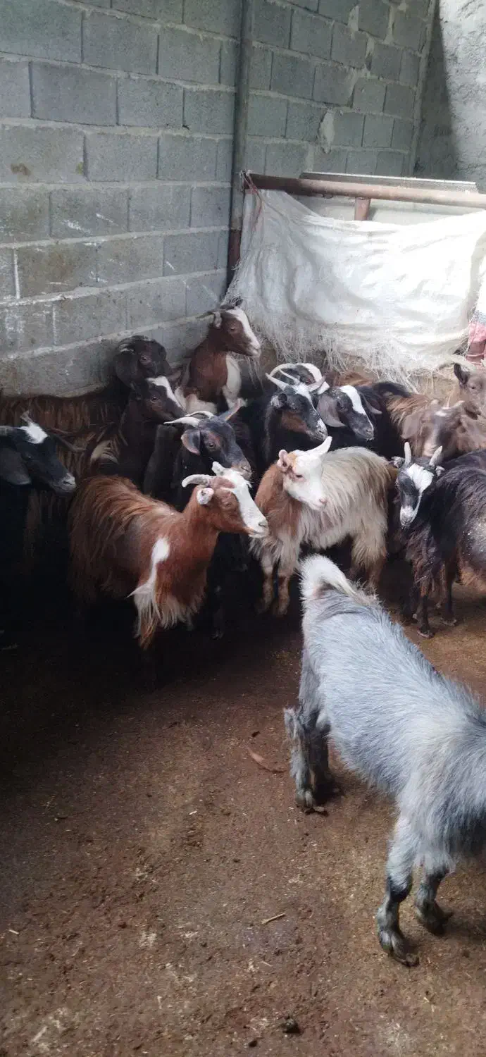 بزغاله ماده شیر مست|حیوانات مزرعه|قائم‌شهر, |دیوار