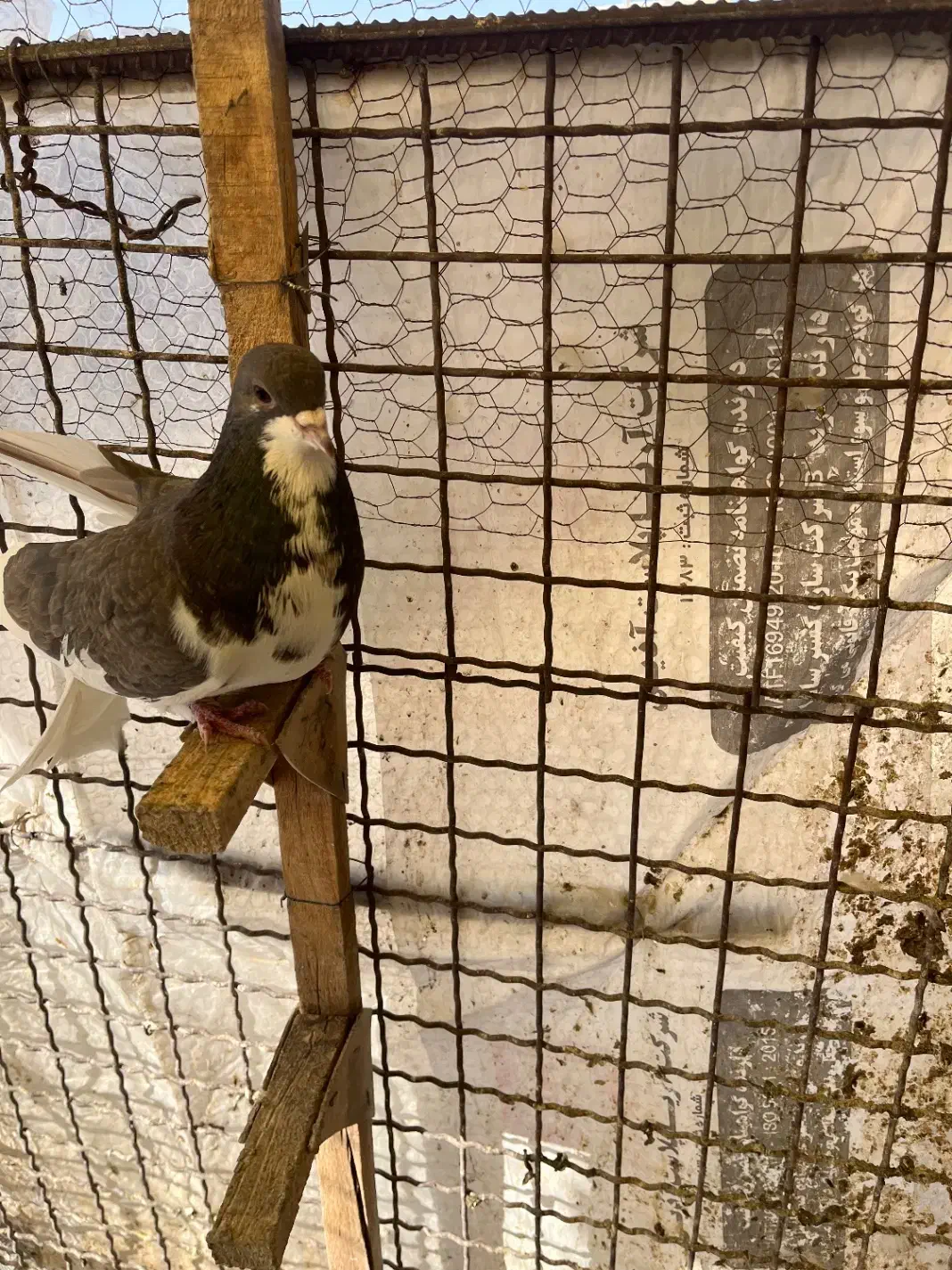 کفتر گرفتنی زرنگ|پرنده|شیراز, گلشن|دیوار