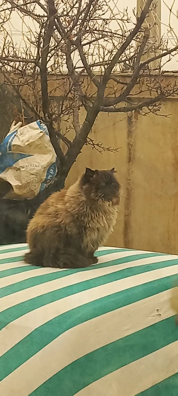 گربه|گربه|گلبهار, شهر جدید گلبهار|دیوار