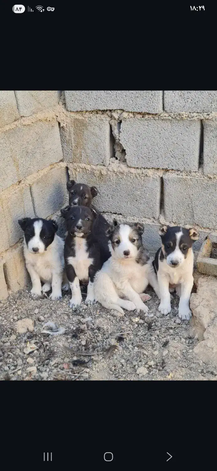 سگ افغان اصیل|سگ|سمنان, |دیوار