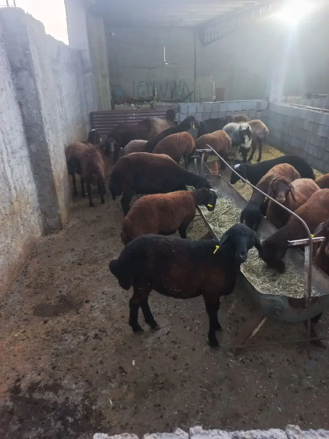 بره ماده افشار وترکی سبک|حیوانات مزرعه|مرودشت, ده بید|دیوار