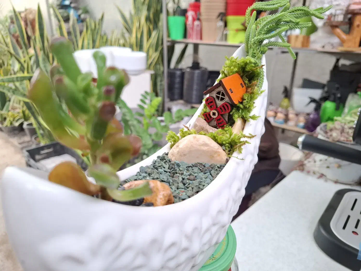 گل ،دیش گاردن|گل و گیاه طبیعی|نیشابور, شهرک ولیعصر|دیوار