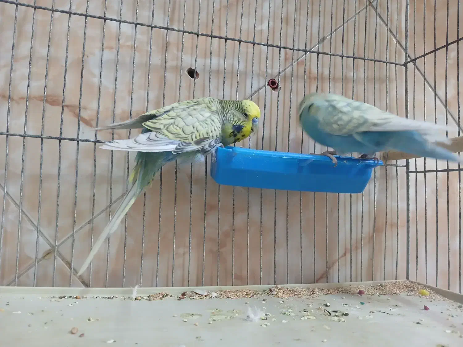 مرغ عشق انگلیسی|پرنده|قم, باغ شازده|دیوار