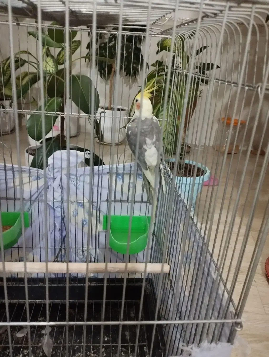 عروس هلندی|پرنده|رزن, |دیوار