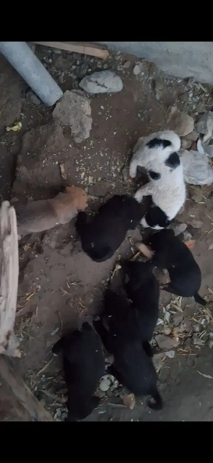 سگ نگهبان|سگ|کرج, شهرک فهمیده|دیوار